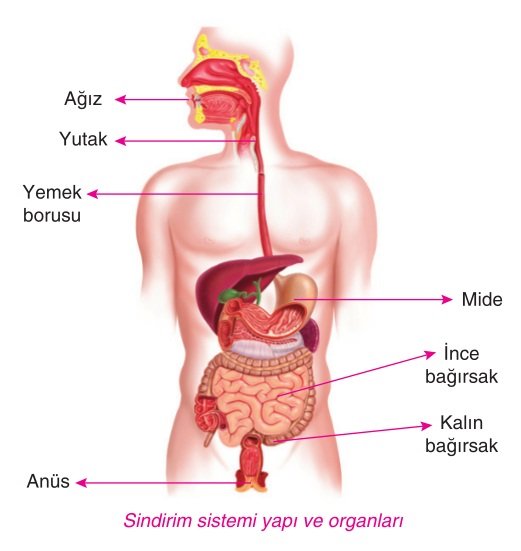 sindirim-sistemi-organlari