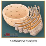 endoplazmik-retikulum