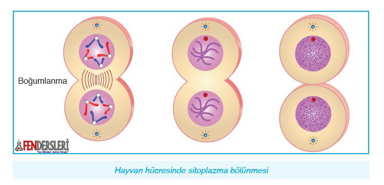 hayvan-hucresinde-sitoplazma-bogumlanmasi